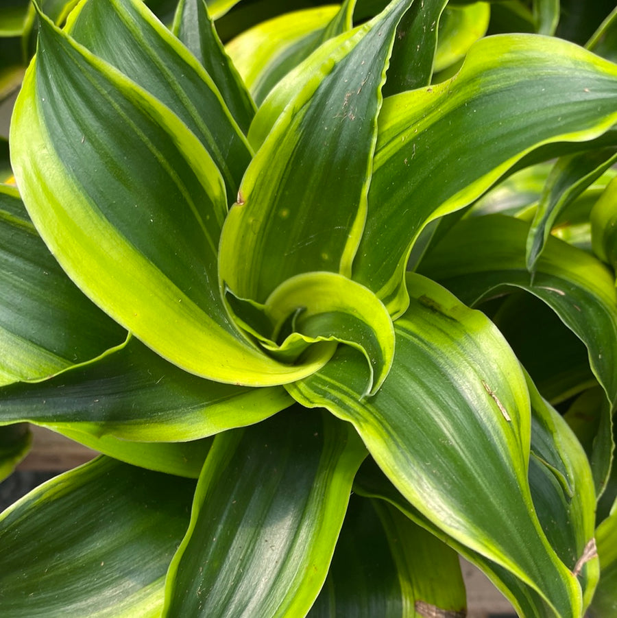 Dracaena Tornado 4"