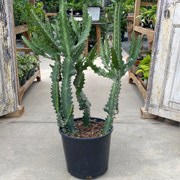 Euphorbia Trigona - African Milk Tree 10"