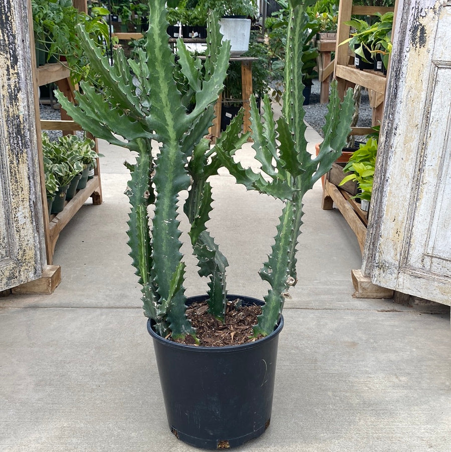 Euphorbia Trigona - African Milk Tree 10"