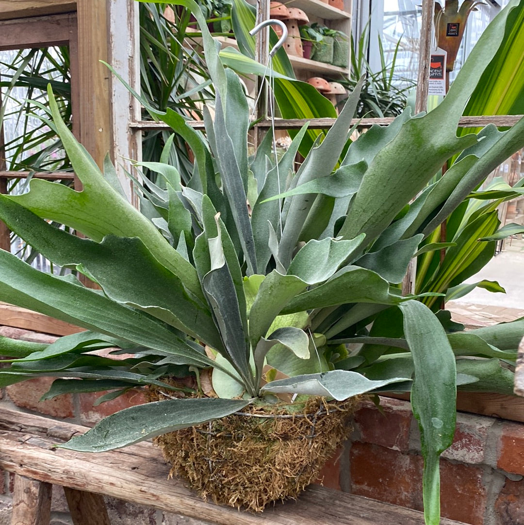 Fern - Staghorn Hanging Basket 10&quot;