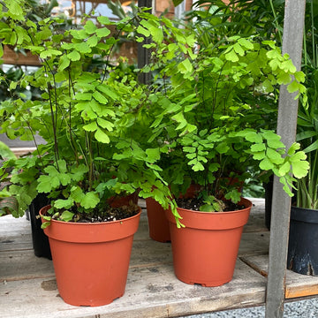 Fern Maidenhair 4"