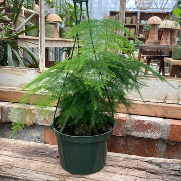 Fern Plumosa Hanging Basket 6"