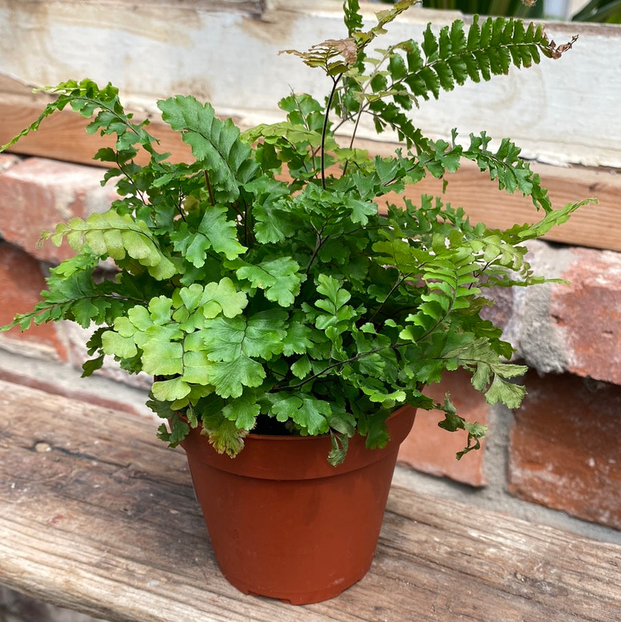 Fern Rosy Maidenhair 4"