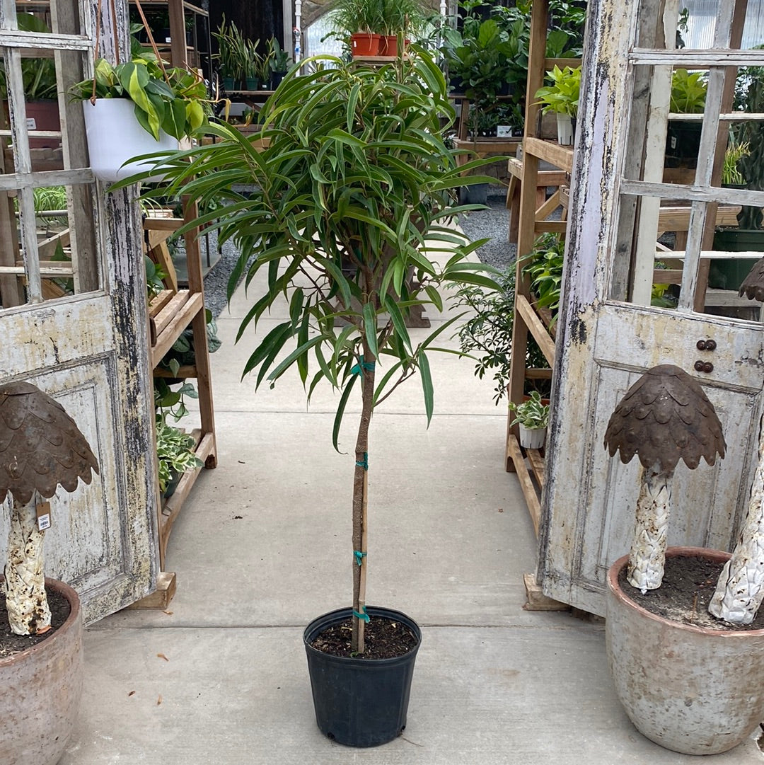 Ficus Alii 10&quot;