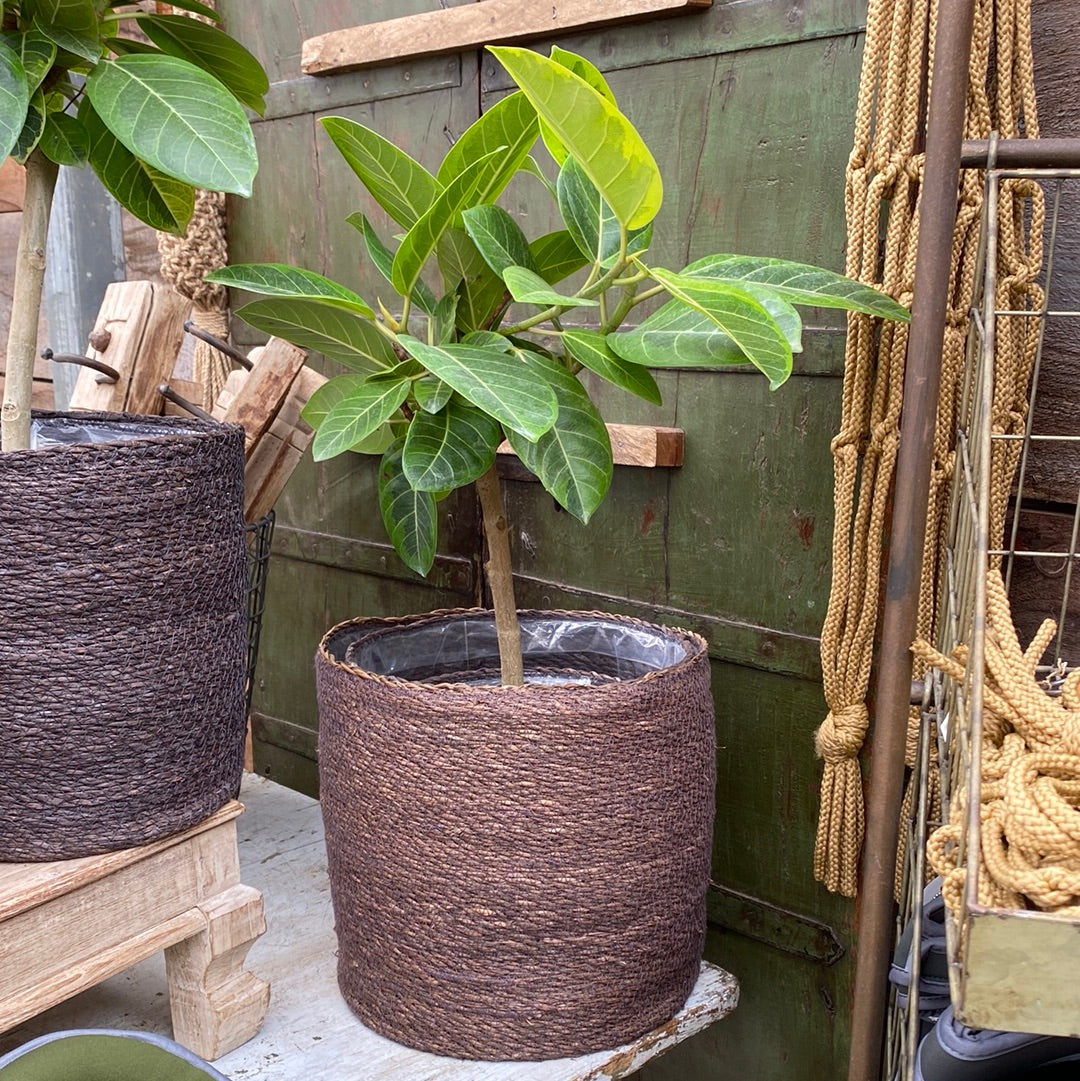 Ficus Altissima 8&quot;