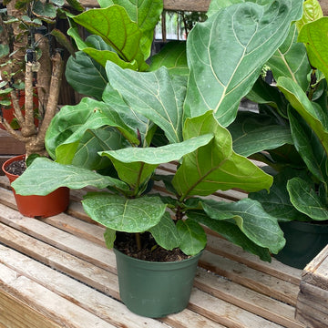 Ficus Fiddle Leaf Fig 6"