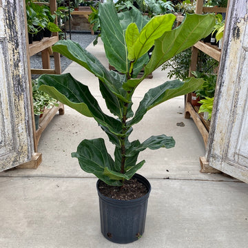 Ficus Fiddle Leaf Fig Column 8"