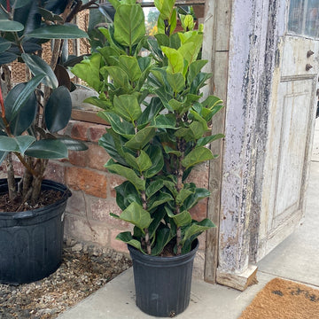 Ficus Fiddle Leaf Little Sunshine 8"