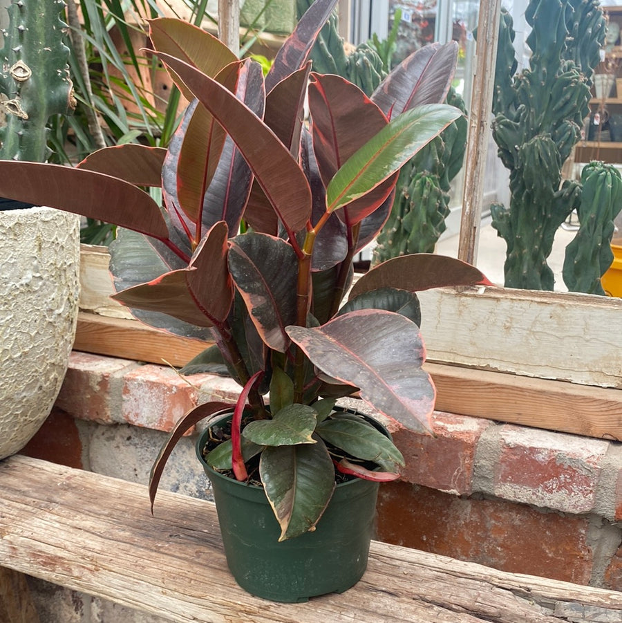 Ficus Rubber Tree 6"