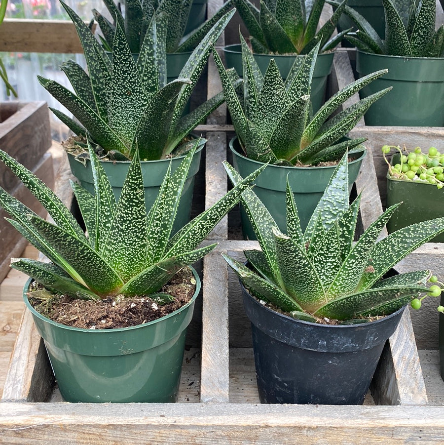 Gasterhaworthia 4"