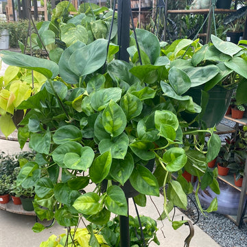 Global Green Pothos Hanging Basket 8"