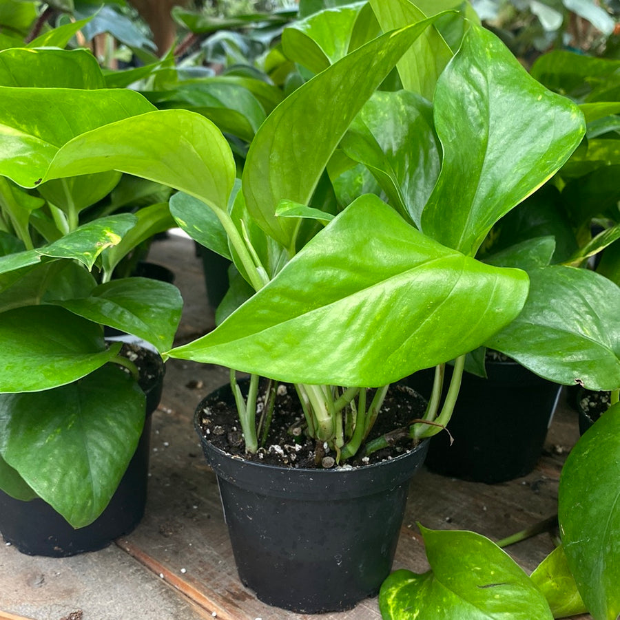 Golden Pothos Ivy 4"