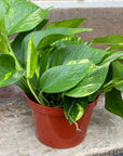 Golden Pothos Ivy 6"