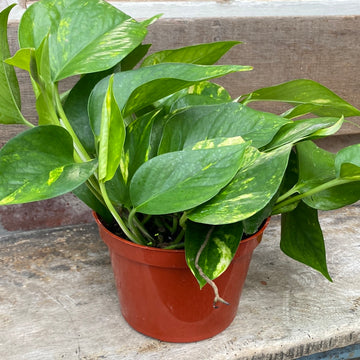 Golden Pothos Ivy 6"