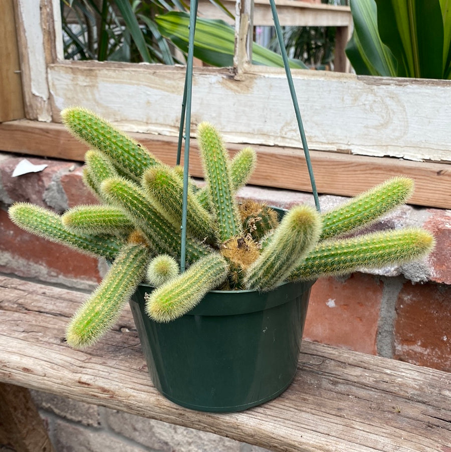 Golden Rat Tail Cactus Hanging Basket 6"