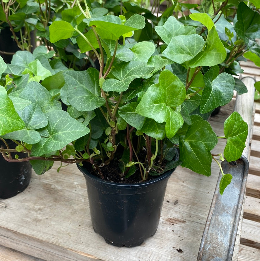 Green Hedera Ivy 4"