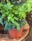 Green Hedera Ivy 4"