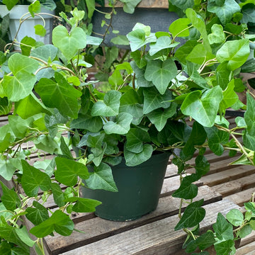 Green Hedera Ivy 6"