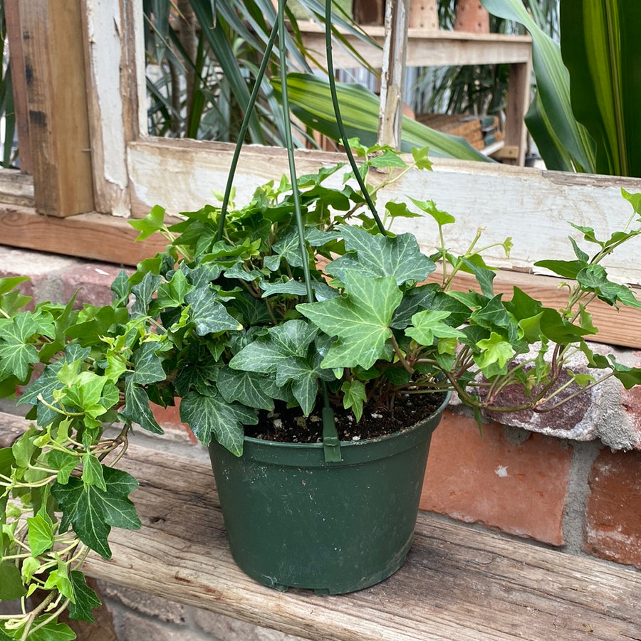 Green Hedera Ivy Hanging Basket 6"