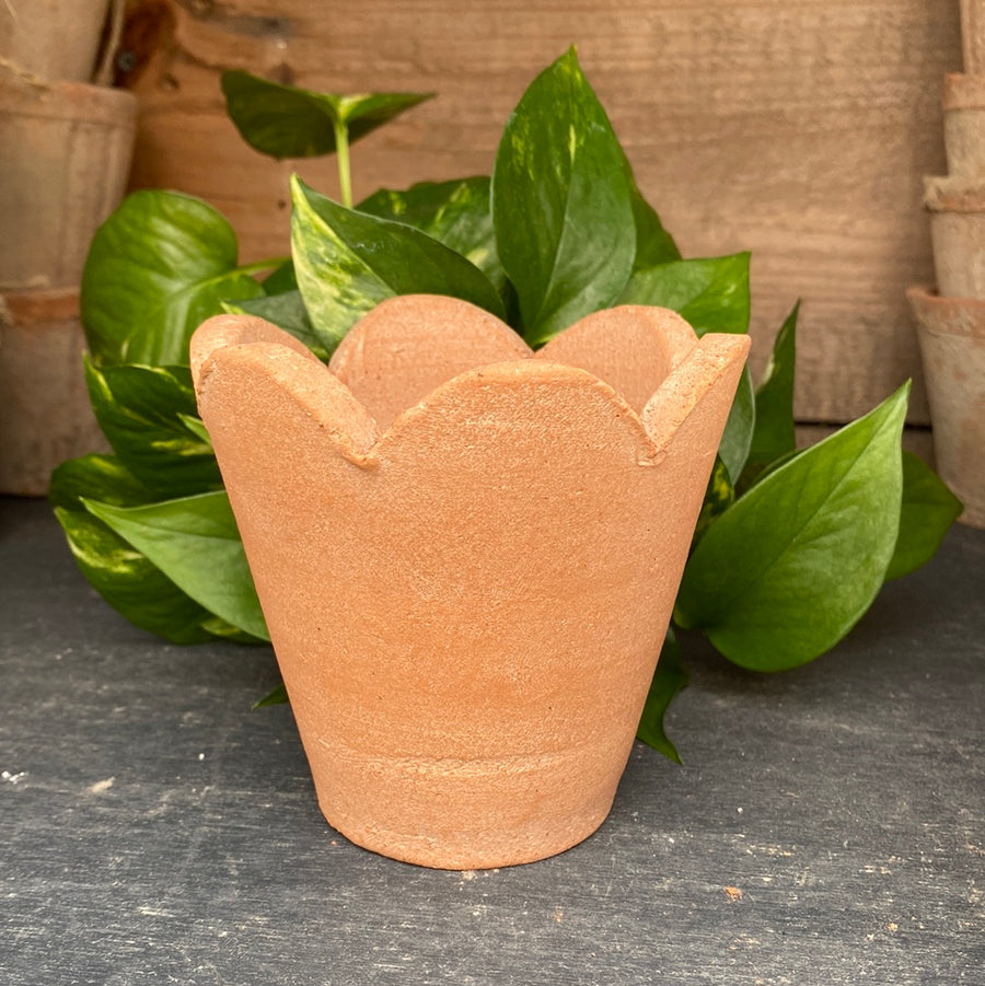 Herb Natural Pot