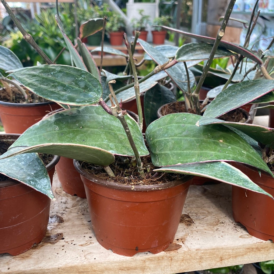 Hoya Macrophylla Albo 4"