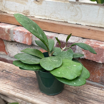 Hoya Obavata 4"