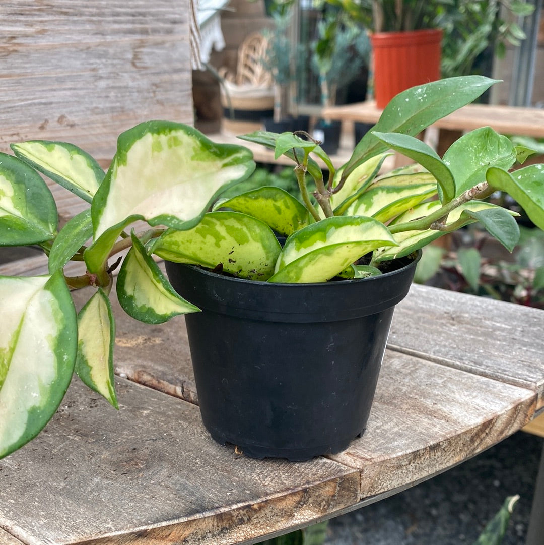 Hoya Tricolor 4&quot;