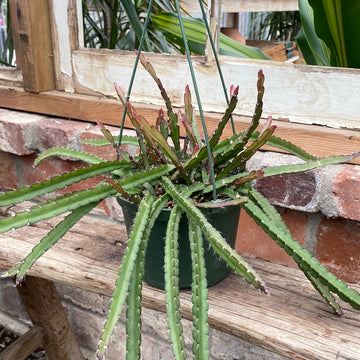 Hurricane Cactus Hanging Basket 6"