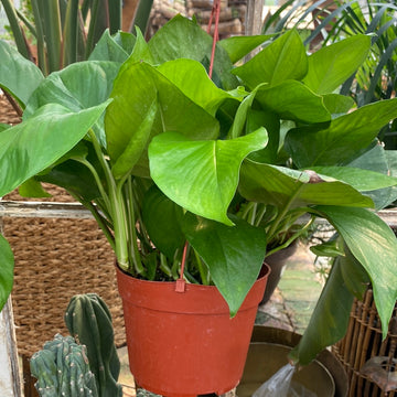 Jade Pothos Hanging Basket 6"