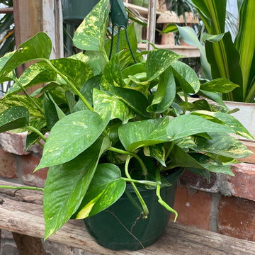 Jade Pothos Hanging Basket 8"