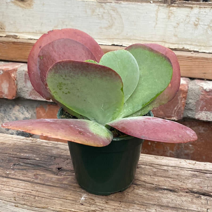 Kalanchoe - Flapjacks 4"