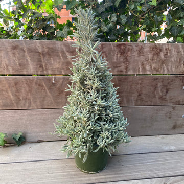 Lavender Tree 6"