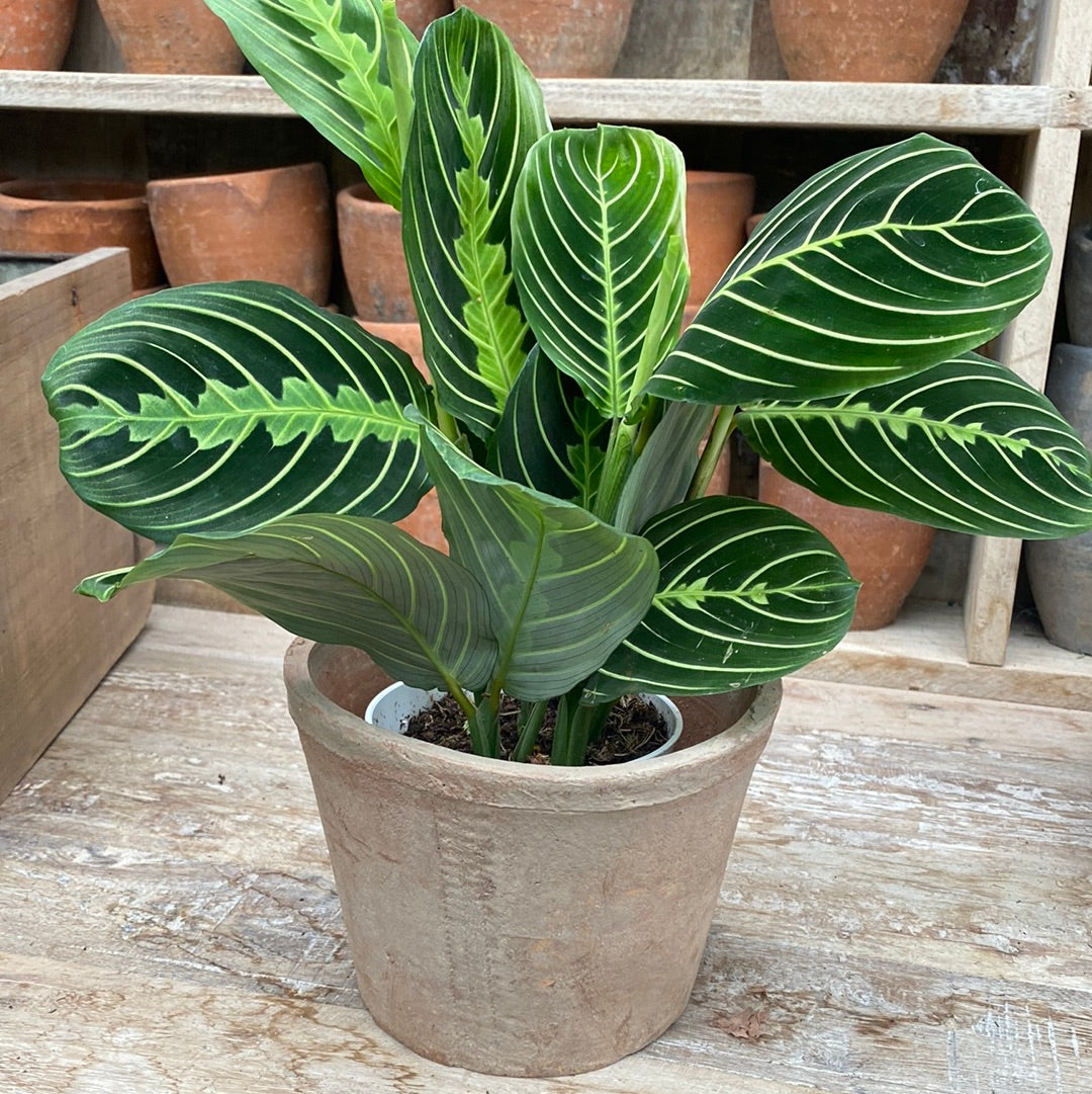 Maranta Prayer Plant Lemon Lime 4&quot;