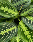 Maranta Prayer Plant Lemon Lime 6"