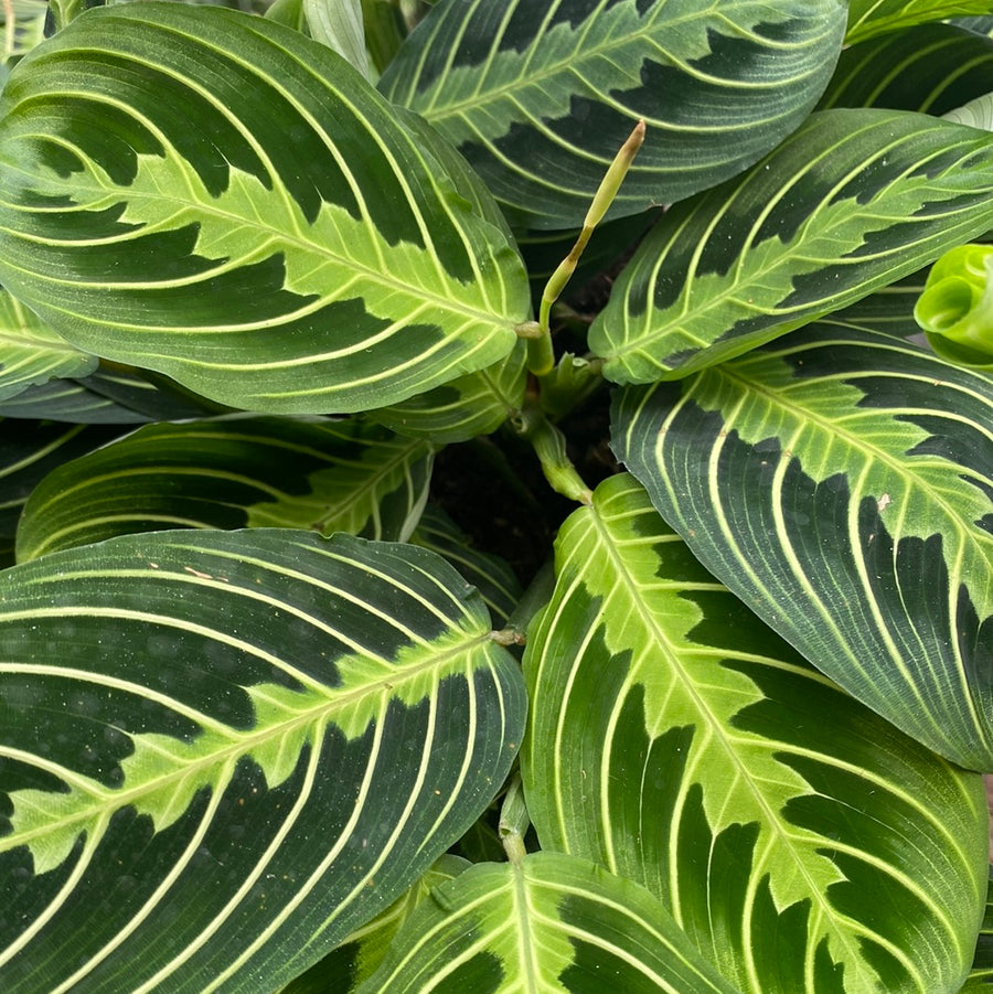 Maranta Prayer Plant Lemon Lime 6"