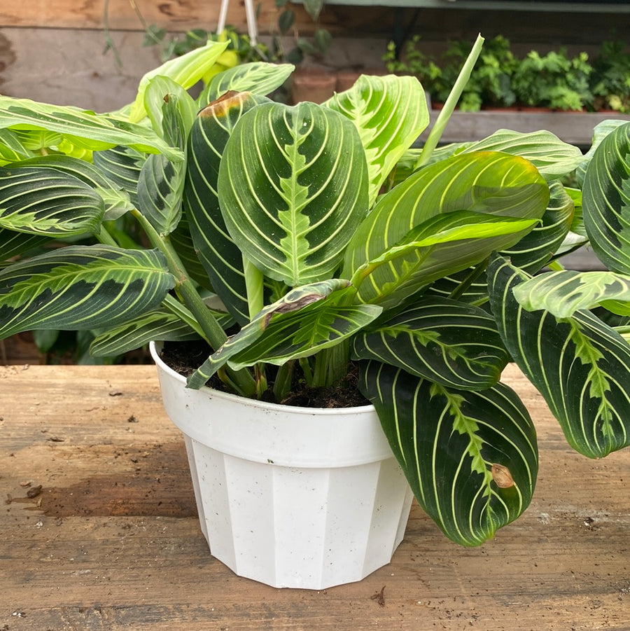 Maranta Prayer Plant Lemon Lime 6"