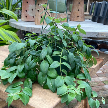 Lipstick Plant Hanging Basket 6"