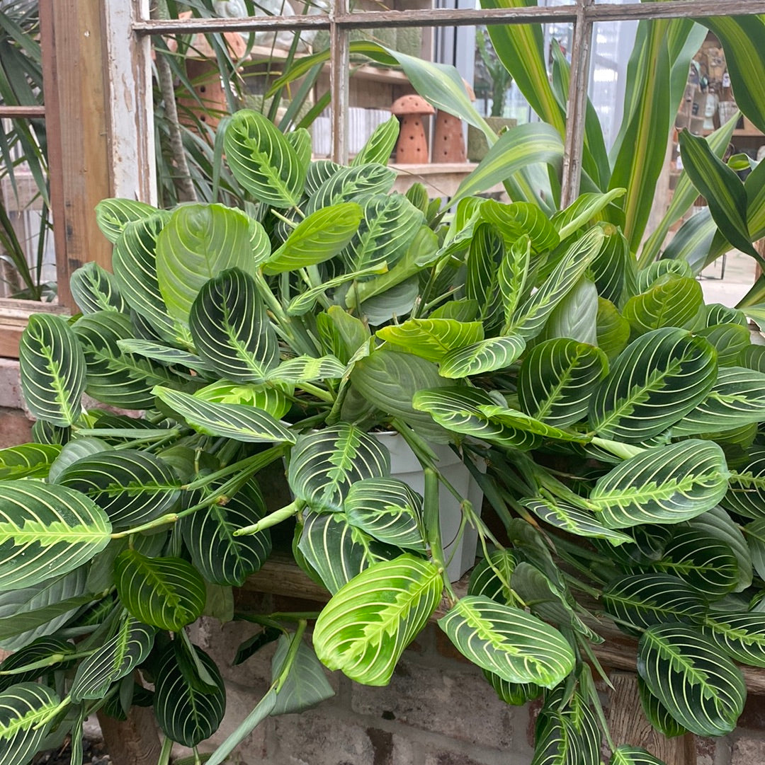 Maranta Prayer Plant Lemon Lime 8&quot;