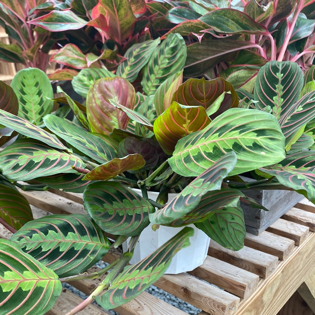 Maranta Prayer Plant Red 6&quot;