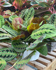 Maranta Prayer Plant Red 6"