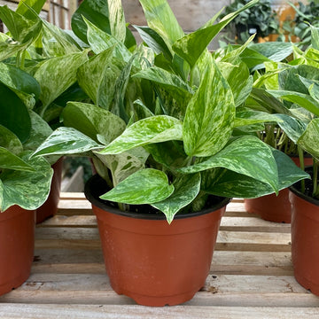 Marble Queen Pothos 6"