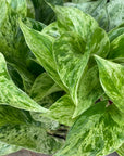 Marble Queen Pothos 4"