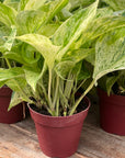 Marble Queen Pothos 4"