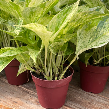 Marble Queen Pothos 4"