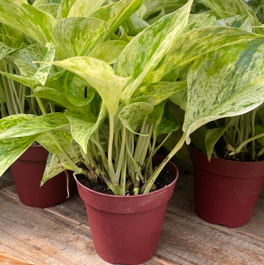 Marble Queen Pothos 4"