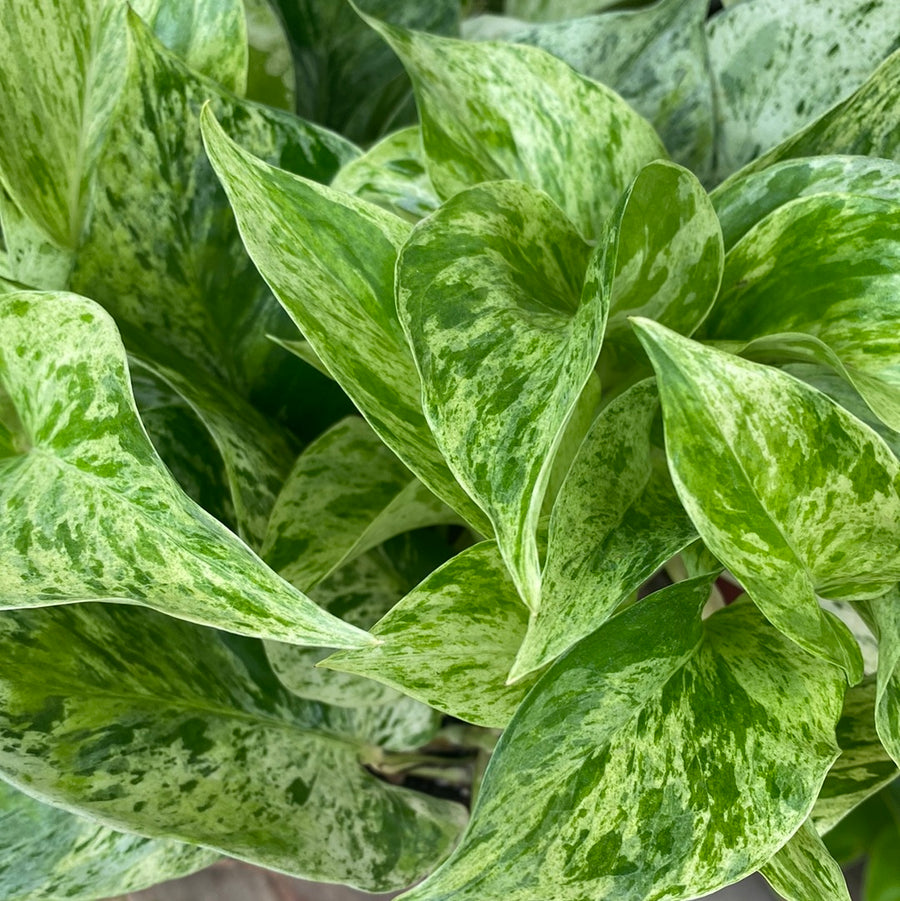 Marble Queen Pothos 4"