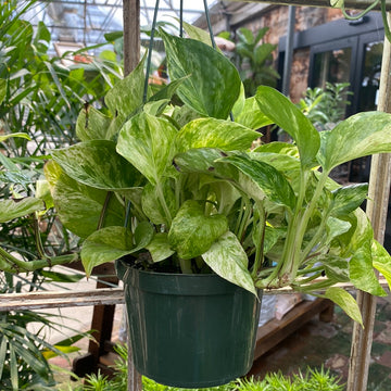 Marble Queen Pothos Hanging Basket 6"