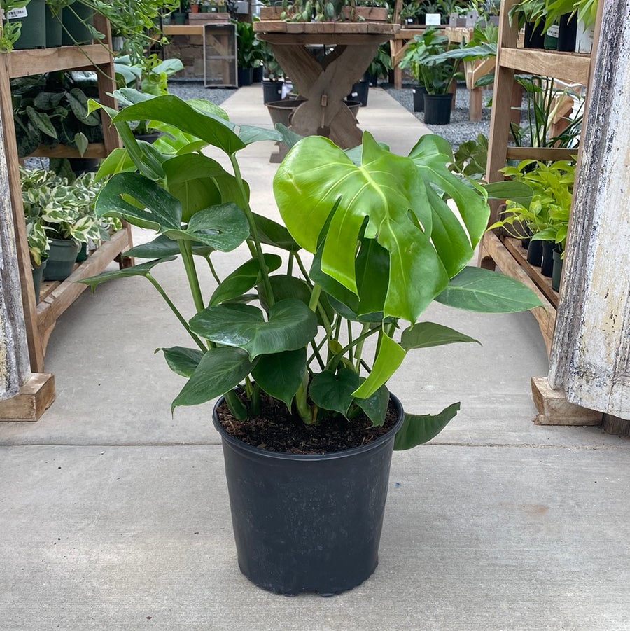 Monstera Deliciosa 10"