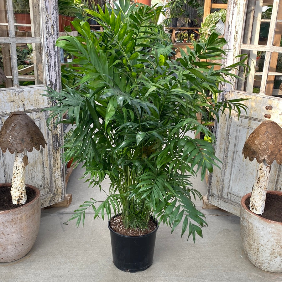 Palm Neanthebella 10"