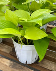 Neon Pothos 4"